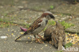 Huismus (Passer domesticus) 