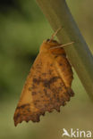 Large Thorn (Ennomos autumnaria)
