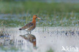 Icelandic Black-tailed Godwit (Limosa limosa islandica)