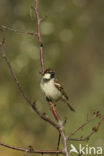 Italiaanse huismus (Passer domesticus italiae)