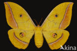 Japanse eikenzijdespinner (Antheraea yamamai)