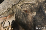 Cape buffalo (Syncerus caffer)