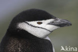 Bearded penguin