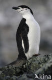 Bearded penguin