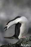 Bearded penguin