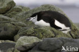 Bearded penguin