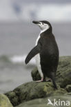 Bearded penguin