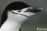 Bearded penguin