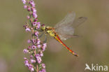 Eurasian red dragonfly (Sympetrum depressiusculum)