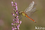 Eurasian red dragonfly (Sympetrum depressiusculum)