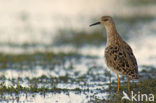 Ruff (Philomachus pugnax)