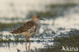 Ruff (Philomachus pugnax)