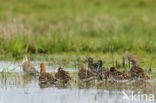 Ruff (Philomachus pugnax)