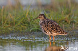 Ruff (Philomachus pugnax)