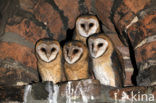 Barn Owl (Tyto alba)