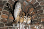 Barn Owl (Tyto alba)