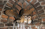 Barn Owl (Tyto alba)