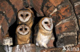 Barn Owl (Tyto alba)