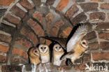 Barn Owl (Tyto alba)