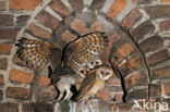 Barn Owl (Tyto alba)