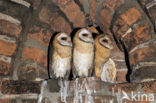 Barn Owl (Tyto alba)