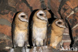 Barn Owl (Tyto alba)