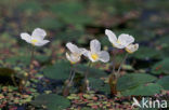 Frogbit (Hydrocharis morsus-ranae)