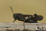 Klappersprinkhaan (Psophus stridulus) 