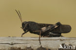 Rattle Grasshopper (Psophus stridulus)