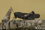 Klappersprinkhaan (Psophus stridulus) 