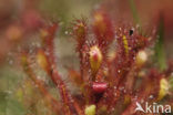 Oblong-leaved Sundew (Drosera intermedia)
