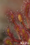 Oblong-leaved Sundew (Drosera intermedia)