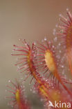 Oblong-leaved Sundew (Drosera intermedia)