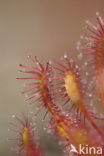 Kleine zonnedauw (Drosera intermedia) 