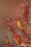 Oblong-leaved Sundew (Drosera intermedia)