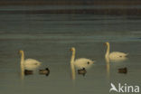 Knobbelzwaan (Cygnus olor)