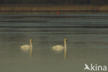 Mute Swan (Cygnus olor)