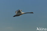 Mute Swan (Cygnus olor)