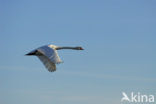 Knobbelzwaan (Cygnus olor)