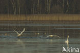 Knobbelzwaan (Cygnus olor)