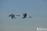 Mute Swan (Cygnus olor)