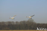 Mute Swan (Cygnus olor)