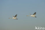 Mute Swan (Cygnus olor)