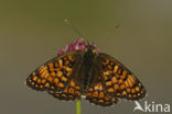 Knoopkruidparelmoervlinder (Melitaea phoebe)