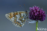 Knapweed Fritillary (Melitaea phoebe)