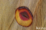 African moon moth (Argema mimosae)