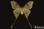 African moon moth (Argema mimosae)