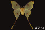 Komeetstaartmot (Argema mimosae)