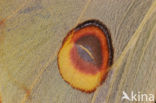 African moon moth (Argema mimosae)