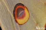 African moon moth (Argema mimosae)